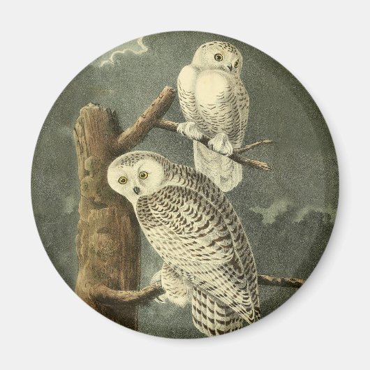 Aimant OEuvre d'OEuf Audubon (Devant)