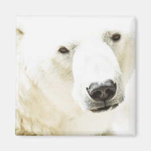 Aimant OEuvre d'un ours polaire