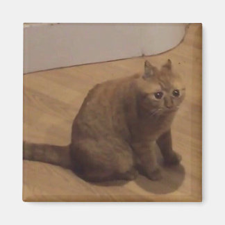 Aimant Oh non mème de chat cringe