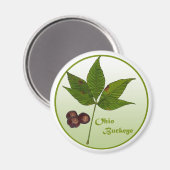 Aimant Ohio Buckeye Tree (Recto/Verso)