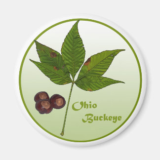 Aimant Ohio Buckeye Tree
