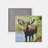 Aimant Oie (Recto/Verso)