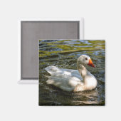 Aimant Oie blanche nageant sur l'eau  (Recto/Verso)