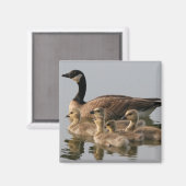 Aimant Oie canadienne et oies oies (Recto/Verso)