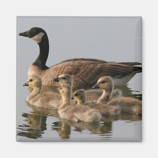 Aimant Oie canadienne et oies oies (Devant)