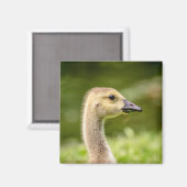 Aimant Oie canadienne (Gosling) (Recto/Verso)