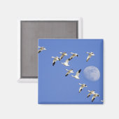 Aimant Oies des neiges prend son envol au lac Freezeout N (Recto/Verso)