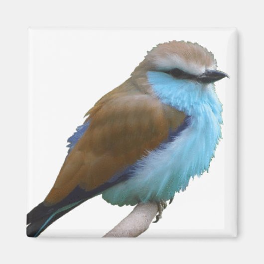 AIMANT OISEAU BLEU (Devant)