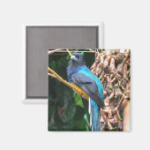 Aimant Oiseau bleu long à queue (Recto/Verso)