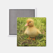 Aimant oiseau, canard, canard, jaune, nature, mignonette, (Recto/Verso)