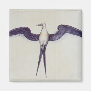 Aimant Oiseau de frégate