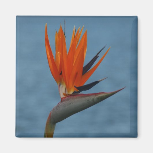 Aimant oiseau de paradis (Devant)