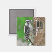 Aimant Oiseau de pic sur bois mignon sur Birdhouse (Recto/Verso)