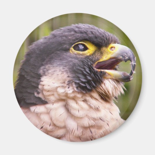 Aimant Oiseau de proie (Devant)