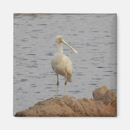 Aimant Oiseau de spatule (Devant)