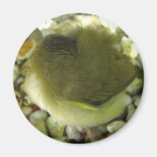 Aimant Oiseau d'oisillon