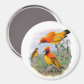 Aimant Oiseau D'Or vintage Du Paradis (Recto/Verso)
