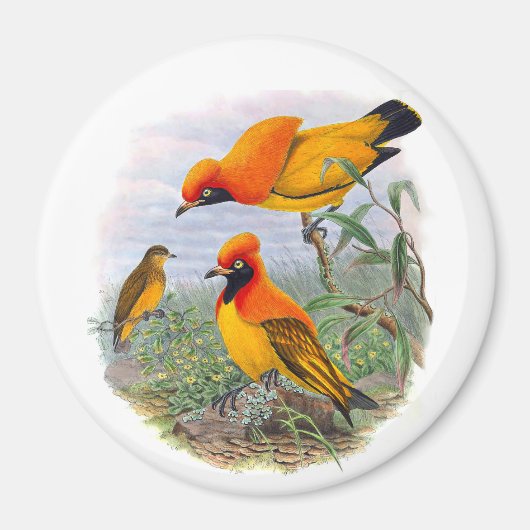 Aimant Oiseau D'Or vintage Du Paradis (Devant)