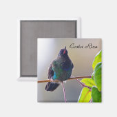 Aimant Oiseau du Costa Rica - Colibri (Recto/Verso)