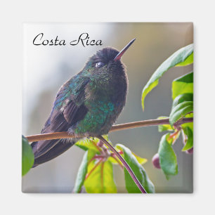 Aimant Oiseau du Costa Rica - Colibri
