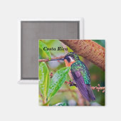 Aimant Oiseau du Costa Rica - Colibri à gorge enflammée (Recto/Verso)