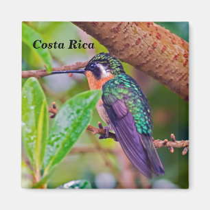 Aimant Oiseau du Costa Rica - Colibri à gorge enflammée