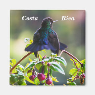 Aimant Oiseau du Costa Rica - Colibri à gorge enflammée