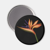 Aimant Oiseau Du Paradis (Recto/Verso)