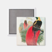 Aimant Oiseau du Paradis, gravé par T. Walter (Recto/Verso)