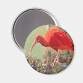 Aimant Oiseau Ibis Scarlet (Recto/Verso)