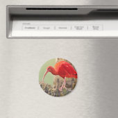 Aimant Oiseau Ibis Scarlet (In Situ (Lave-vaisselle))