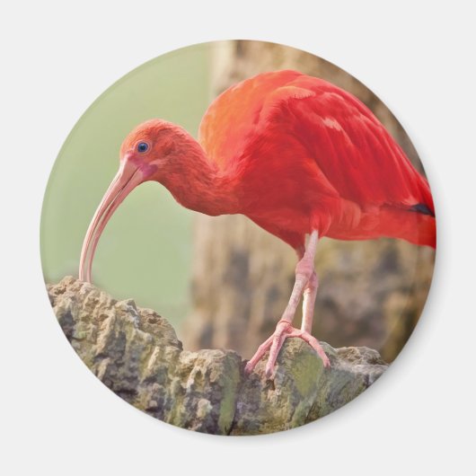 Aimant Oiseau Ibis Scarlet (Devant)