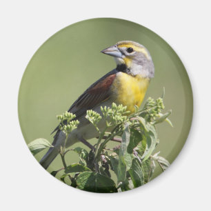 Aimant Oiseau jaune