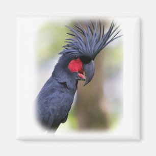 Aimant Oiseau principal d'animal familier de CACATOÈS de