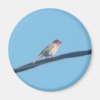 Aimant Oiseau sur fil