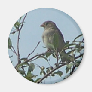 Aimant Oiseau sur la branche