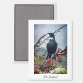 Aimant Oiseau Tui de Nouvelle-Zélande (Recto/Verso)