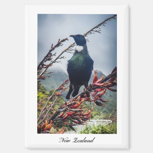 Aimant Oiseau Tui de Nouvelle-Zélande (Recto)