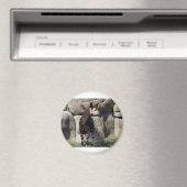 Aimant okapi (In Situ (Lave-vaisselle))