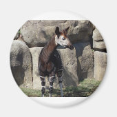Aimant okapi (Devant)