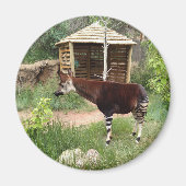 Aimant okapi (Devant)