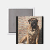 Aimant old english mastiff (Recto/Verso)