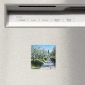 AIMANT OLIVIERS DANS LE PAYSAGE TOSCANE (In Situ (Lave-vaisselle))