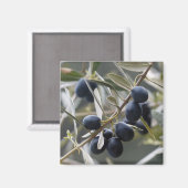 Aimant Oliviers mûrs sur la branche de l'olivier (Recto/Verso)