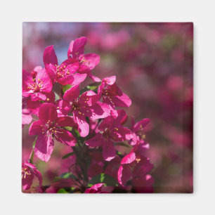 Aimant Ombres de pommier sauvage