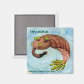 Aimant Opabinia (Recto/Verso)