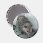 Aimant opossum (Recto/Verso)