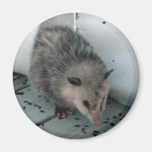 Aimant opossum