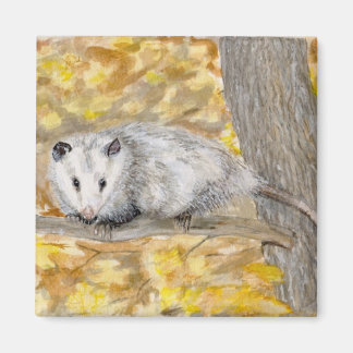 Aimant Opossum