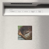 Aimant Orang-outan de Sumatra, Pongo pygmaeus (In Situ (Lave-vaisselle))